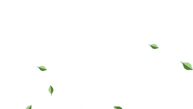 green screen video animation of plants and falling leaves