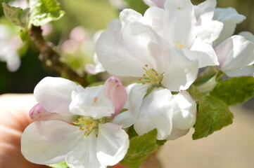 Obraz premium A stunning macro view of white and pink apple blossoms in full, vibrant bloom during springtime.