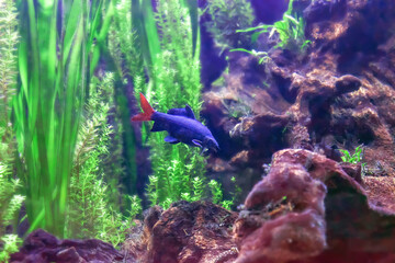 Red tailed black shark swimming in aquarium, side view. Blue Epalzeorhynchos Labeo bicolor (redtail...