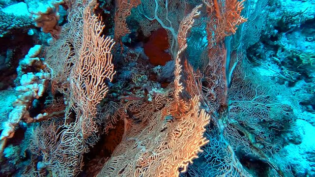 Discovering oxycirrhites typus fish (longnose hawkfish) hidden in a gorgon - Egypt Red Sea - BDE