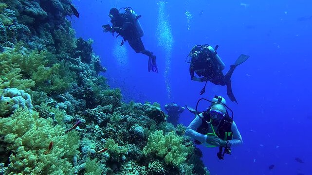 Divers looking at beautiful corals - Egypt Red Sea - BDE