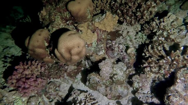 Egypt Red Sea - BDE - Diving by night - Looking at a rockfish hidden in corals