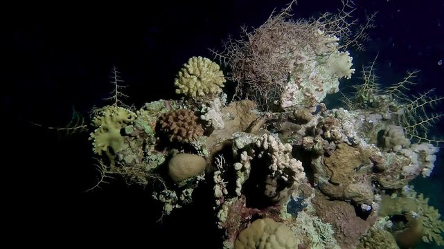 Dive by night - Swimming next to corals dancing in the current