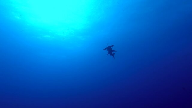 Hammerhead shark from below with a reflection of the sun in background