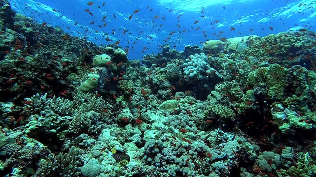 Looking at corals and colorful fishes with the sun reflection in background