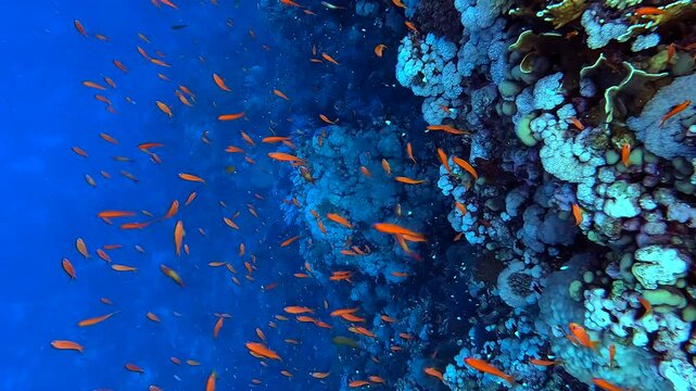 Looking to colorful fishes and corals from above