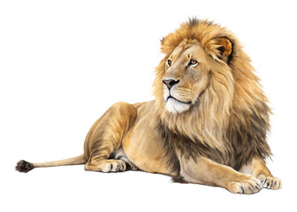 Obraz premium male lion lying down isolated on white background, PNG