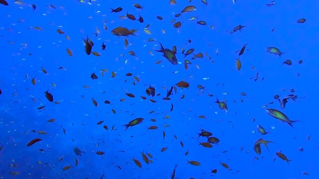 Aquarium of colorful fishes - Egypt Red Sea