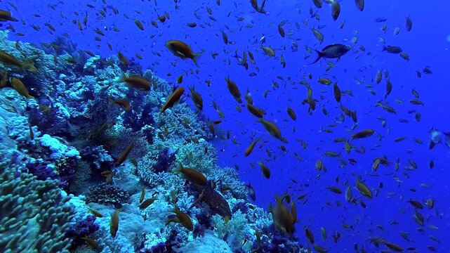 Scuba diving deep above a reef full of fishes and corals - Egypt Red Sea - BDE