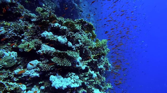 Discovering a beautiful reef full of colorful corals and fishes - Egypt Red Sea - BDE