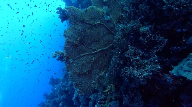 Swimming next to a big gorgon fixed on a reef full of corals - Egypt Red Sea - BDE