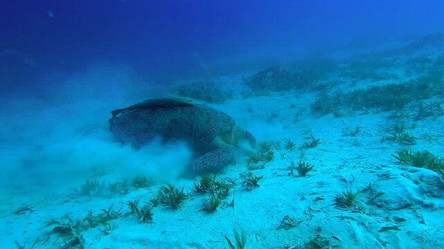 Sea turtle eating sea grass - Egypt Red Sea - BDE