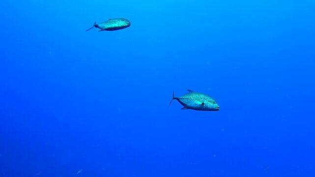 Two big fishes swimming in the deep blue - Egypt Red Sea - BDE
