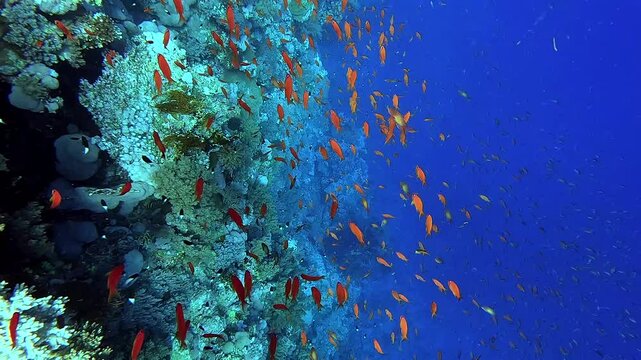 Egypt Red Sea - BDE - View from above of a beautiful reef full of colorful corals and fishes