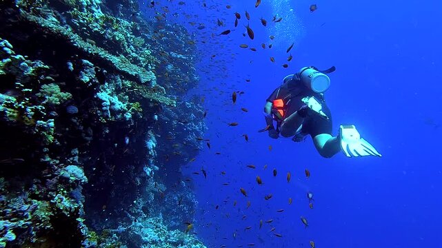 Diver swimming next of a beautiful reef full of colorful corals and fishes - Egypt Red Sea - BDE