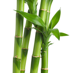 Obraz premium Bamboo stalks and leaves isolated on a clean white background