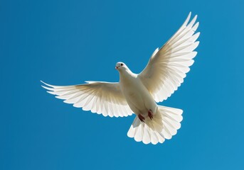 White dove flying with spread wings against a clear blue sky background