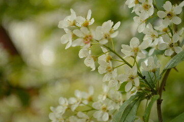 Beautiful close-up captures a cluster of white blossoms in soft focus against green leaves.