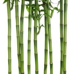 Obraz premium Green bamboo forest background with natural stems and leaves pattern