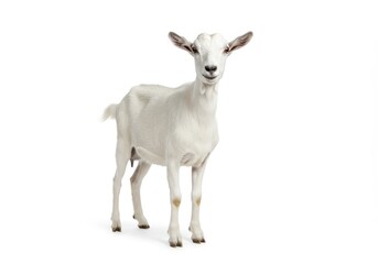 Standing white goat looking at camera on white background