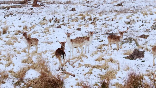 Slow-motion of fallow deer herd pausing in winter landscape, watching carefully