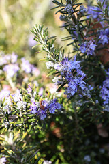 flowering rosemary plant with delicate blue blossoms