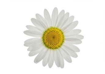 Isolated daisy flower with white petals and yellow center on white background