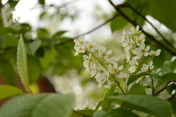 A cluster of pristine white flowers in full bloom on a tree branch, surrounded by lush, green foliage.
