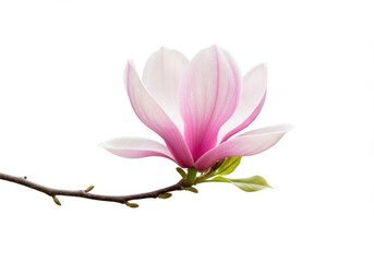 Fototapeta premium Magnolia blossom with pink and white petals on a branch against a white background