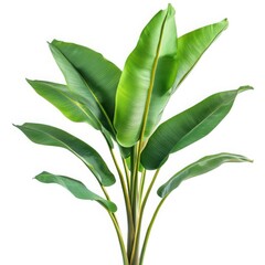 Strelitzia nicolai plant isolated on white background