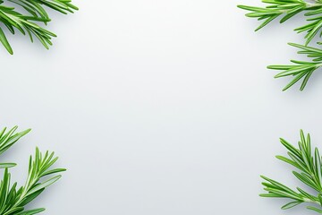Fresh Rosemary Branches Frame On White Background