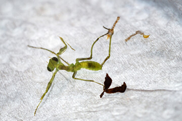 Portrait of a newborn tree mantis (Hierodula tenuidentata), called a nymph, which has just hatched...