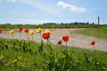 Vibrant red and yellow tulips blossom along a pathway in a sunny springtime landscape.
