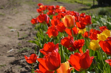 A picturesque view of colorful tulips blooming in a garden on a beautiful sunny day.