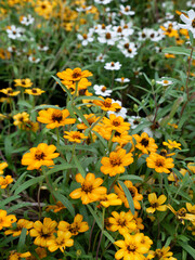 profusion zinnia flower in summer meadow .