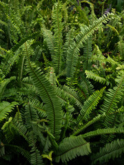 Nephrolepis cordifolia, Sword Fern, Fishbone Fern nature forest garden background.