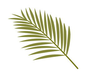 Tropical green palm tree leaf vector flat illustration isolated on white background. Coconut leaf realistic botanical design element. Tropical plant branch, summer element of coconut palm foliage.