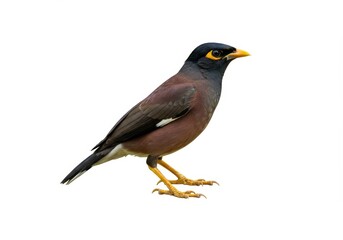 Obraz premium Isolated common myna bird with yellow beak and legs, standing on white background