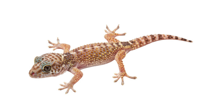Isolated Gecko Lizard with Spotted Pattern Reptile