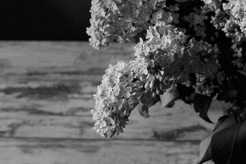 Lush lilac blossoms bathed in sunlight on an old wooden table, black and white photo. Lilac...