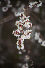Close-up of apricot blossoms on a branch, delicate apricot flowers on a branch in spring.