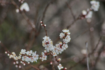 Delicate white apricot flowers against gray branches symbolize renewal and the arrival of spring in an urban environment. 