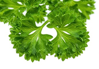 Fototapeta premium Close-up of vibrant green curly parsley leaves on a white background, showcasing the herb's texture and color