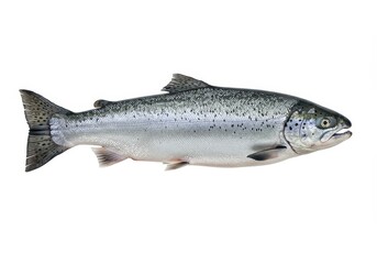 Naklejka premium Freshly caught salmon with silver skin and dark spots, isolated on a white background for culinary or fishing concepts