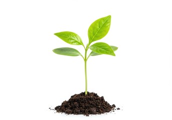 Small plant seedling growing from a mound of soil with bright green leaves on a white background
