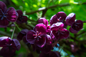 Chocolate Vine (Akebia quinata) in a garden in Suffolk, UK