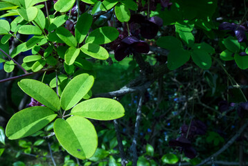 Chocolate Vine (Akebia quinata) in a garden in Suffolk, UK