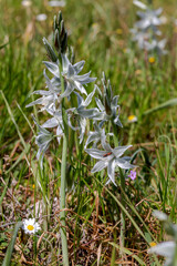 Plants of Greece. A tender plant (Ornithogalum nutans) with white flowers close-up