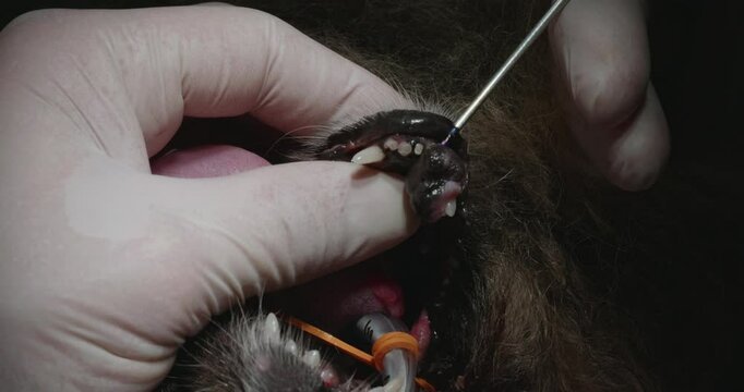 The veterinary surgeon performs laser scalpel removal of the Epulis tumor from dog mouth during specialized surgery in a veterinary clinic. Removing the tumor from the gum in the mouth of the dog.