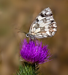 Schachbrettfalter ( Melanargia galathea ) auf DIstelblüte
